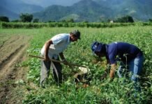 Tarifas dos EUA podem gerar perda de US$ 5,8 bilhões nas exportações do agro brasileiro