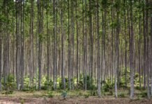 Governo de Mato Grosso apoia expedição que vai mapear florestas plantadas no Brasil