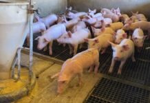 Conselho prorroga incentivo fiscal para frigoríficos que abatem suínos em MT