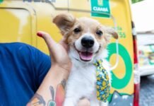 SES já distribuiu 775 mil doses de vacina antirrábica animal para municípios de MT