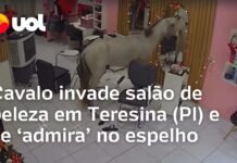 Veja Vídeo – Cavalo invade salão de beleza em Teresina (PI) e se ‘admira’ no espelho; veja