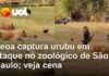 Veja Vídeo – Leoa viraliza ao ser flagrada capturando urubu em zoológico de São Paulo; veja o momento