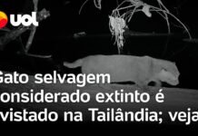 Veja Vídeo – Gato selvagem raro é visto pela primeira vez em 30 anos na Tailândia; veja