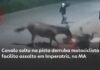 Veja Vídeo – Cavalo solto em pista derruba motociclista e ajuda ladrões em roubo; veja
