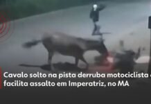 Veja Vídeo – Cavalo solto em pista derruba motociclista e ajuda ladrões em roubo; veja