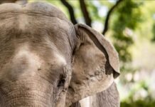 Santuário requer autorização para receber novos animais