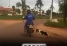 Veja Vídeo – Homem é preso por maus-tratos após ser flagrado arrastando cachorro amarrado; veja