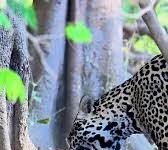 Veja Vídeo – Cena rara: onças-pintadas são flagradas durante acasalamento no Pantanal; veja