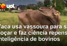 Veja Vídeo – Vaca usa vassoura para se coçar e faz ciência repensar inteligência de bovinos; veja