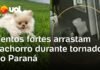 Veja Vídeo – Ventos fortes arrastam cachorro durante passagem de tornado no Paraná; veja