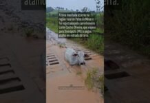 Veja Vídeo – Boi fica entalado no mata-burro e ‘trava’ trânsito durante temporal em Minas Gerais; veja