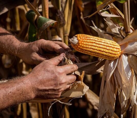 Egito sobe da 22ª para a 2ª posição entre os principais destinos das exportações de Mato Grosso em dois anos