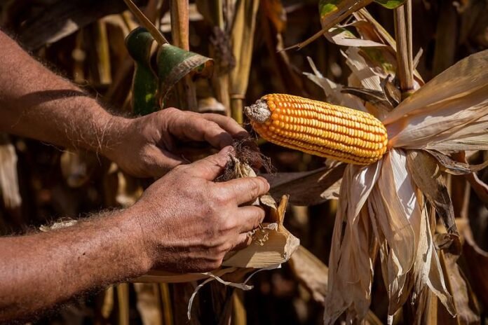 51235745692_41f3a44205_c