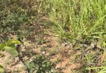 Crânio humano é encontrado em matagal da Ponte de Ferro