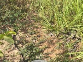 Crânio humano é encontrado em matagal da Ponte de Ferro