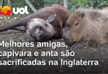 Veja Vídeo – Amizade até o fim: capivara e anta são sacrificadas juntas no Reino Unido; veja