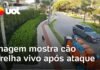 Veja Vídeo – Defesa mostra vídeo do cão Orelha vivo após ataque; polícia confirma