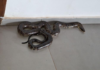 Cobra caninana é capturada na sede de secretaria municipal