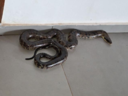 Cobra caninana é capturada na sede de secretaria municipal