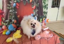 Pets entram no clima da Páscoa e ganham ovos especiais em Cuiabá