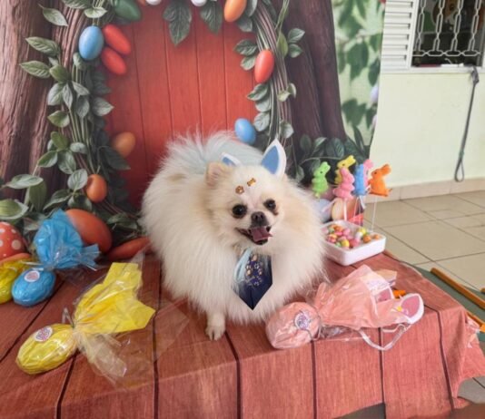 Pets entram no clima da Páscoa e ganham ovos especiais em Cuiabá