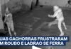 Veja Vídeo – Ladrão se dá mal ao tentar roubar casa com cachorros; animais reagiram a invasão