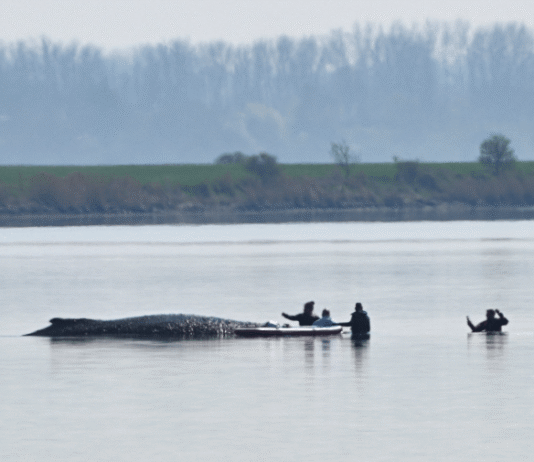 Veja Vídeo – Alemanha inicia nova operação para resgatar baleia-jubarte enchalhada há semanas; veja