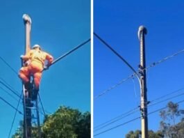 Bombeiros resgatam ouriço em poste de iluminação pública