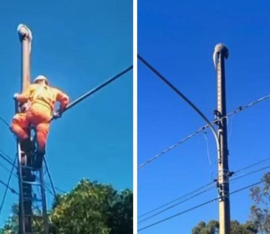 Bombeiros resgatam ouriço em poste de iluminação pública