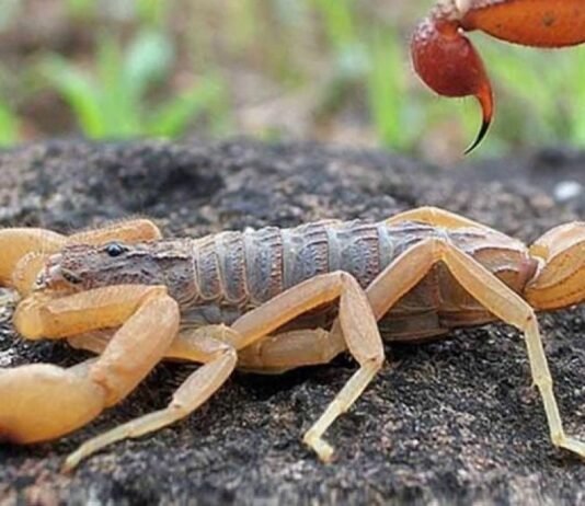 Cuiabá teve 50 ocorrências de acidentes com animais peçonhentos; Morada da Serra lidera