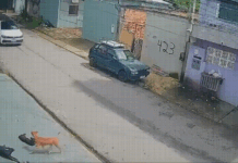 Veja Vídeo – Homem invade calçada com carro e atropela cachorros em Manaus: ‘Fazia de novo’