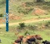 Vídeo de criança cercada por bovinos chama atenção por causa da reação de uma vaca; veja