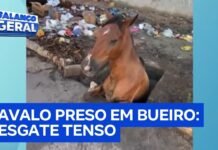 Veja Vídeo – Cavalo cai em bueiro sem tampa e mobiliza moradores em resgate na Paraíba