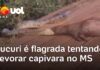 Veja Vídeo – Sucuri é flagrada tentando devorar capivara em estrada no Mato Grosso do Sul