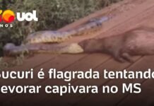 Veja Vídeo – Sucuri é flagrada tentando devorar capivara em estrada no Mato Grosso do Sul
