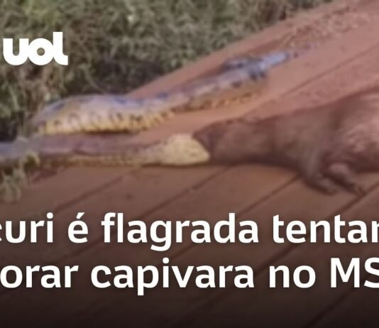 Veja Vídeo – Sucuri é flagrada tentando devorar capivara em estrada no Mato Grosso do Sul