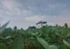 Vazio sanitário da soja já está em vigência em Mato Grosso
