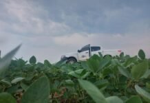 Vazio sanitário da soja já está em vigência em Mato Grosso