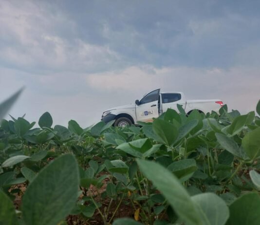 Vazio sanitário da soja já está em vigência em Mato Grosso
