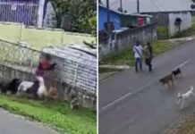 Veja Vídeo – Criança de 11 anos é atacada por nove cães no Paraná; veja vídeo