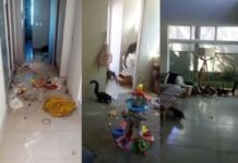 Veja Vídeo – ‘Gangue’ de quatis invade casa e deixa bagunça e destruição, no Paraná; veja vídeo