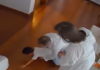 Veja Vídeo – Médico salva filho de 4 anos com Manobra de Heimlich após engasgo com bolinha de isopor