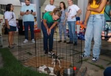 Várzea Grande avança na política de proteção animal e prepara programa permanente de castração e microchipagem