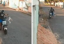 Câmera flagra momento em que homem mata gato a pauladas