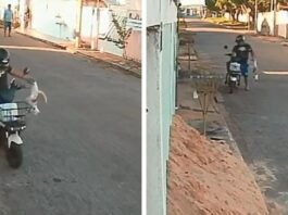 Câmera flagra momento em que homem mata gato a pauladas
