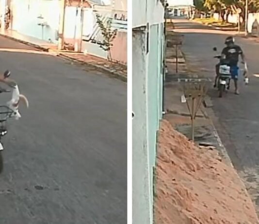 Câmera flagra momento em que homem mata gato a pauladas
