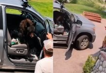Urso invade caminhonete e surpreende motorista ao ocupar banco do passageiro; veja vídeo