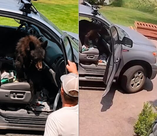 Urso invade caminhonete e surpreende motorista ao ocupar banco do passageiro; veja vídeo