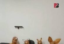 Veja Vídeo – Homem captura quatro suspeitos de furto e os fantasia de ‘Teletubbies’ como castigo; veja