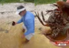 Veja Vídeo – Pescador encontra animal com sangue azul que existe há mais de 450 milhões de anos